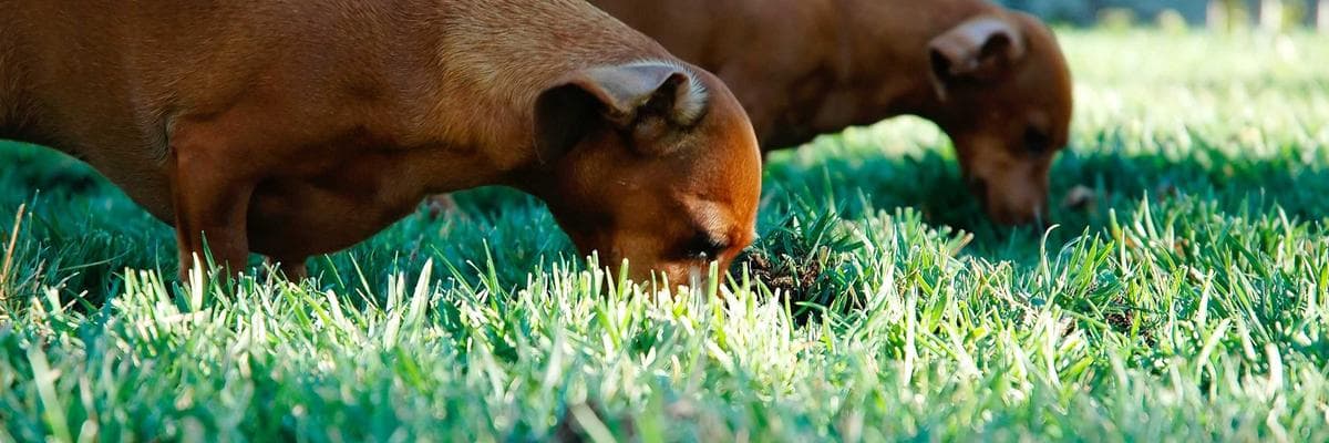 Școala Informală de IT